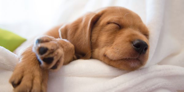 sleeping puppy