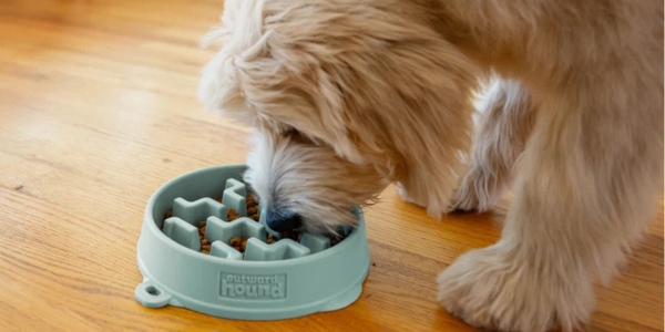 dog eating from a slow feeder from Outward Hound available from Mcmac