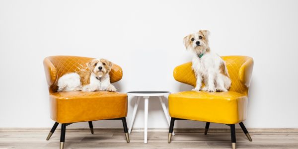 two dogs sitting on chairs