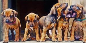Rhodesian Ridgeback Puppies