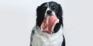 Raw diet for dogs