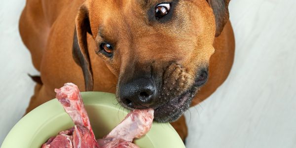 dog eating a raw diet from a bowl