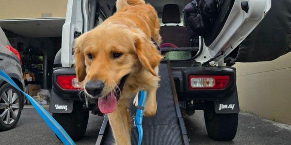 Golden Retriever using a ramp to get out of the car
