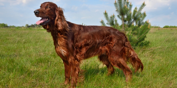 irish setter prone to gastric tortion bloat in dogs