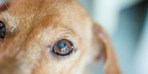 Nuclear sclerosis in dogs