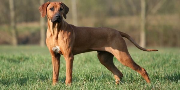 Rhodesian Ridgeback male dog