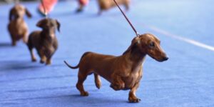 dachshunds in show ring
