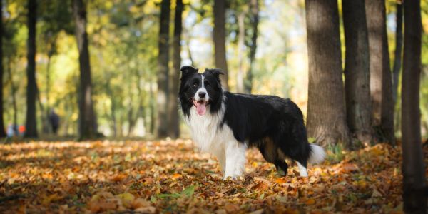 pure bred border collie