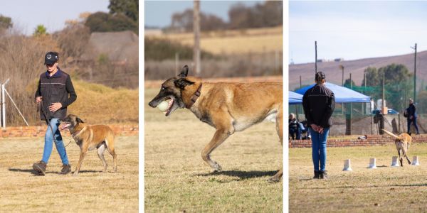 images of Igor the Belgian three legged Malinois