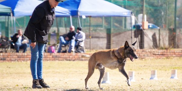 Igor the three legged Belgian Malinois