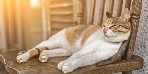 cat resting in a sunbeam