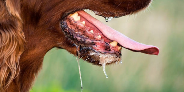 a dog drooling excessively