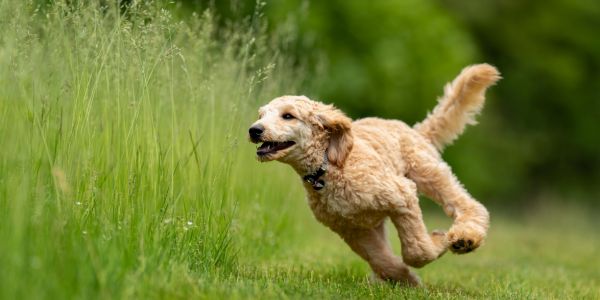Happy dog running in the field