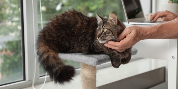 cat on a cat tree being stroked by owner