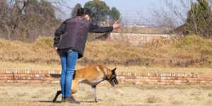 Belgian Malinois amputee