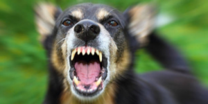 dog barking rabies