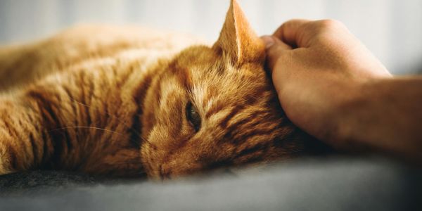 Cat feeling safe during fireworks