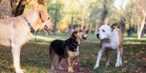 Different dog breeds