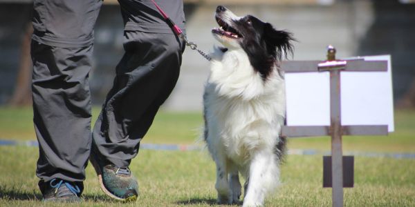 Dog and handler at Rally Dog