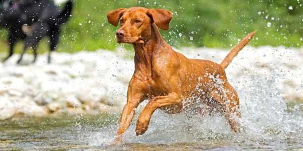 Hungarian Viszla high energy dog