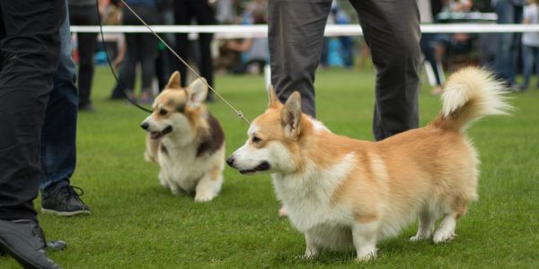 dog breed shows