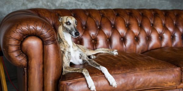 Greyhound resting on the couch
