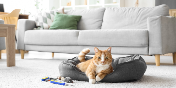 cat relaxing in a pet friendly home