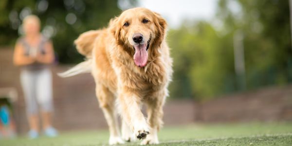 Golden Retriever