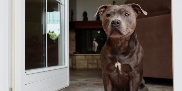 Dog waiting for family in the doorway