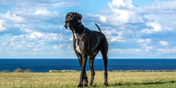 Great Dane