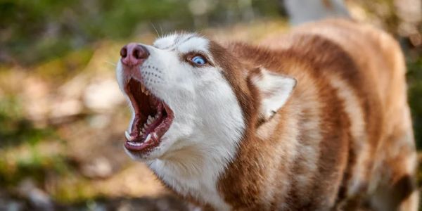 Husky