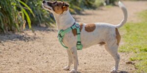 Dog harnesses and pulling on leash