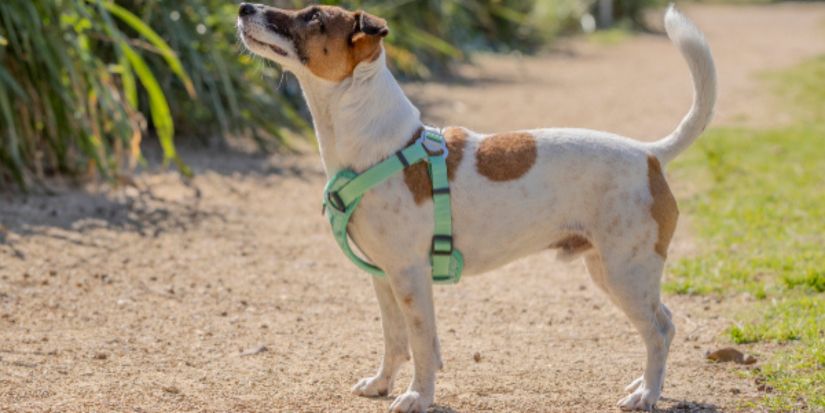 Dog harnesses and pulling on leash