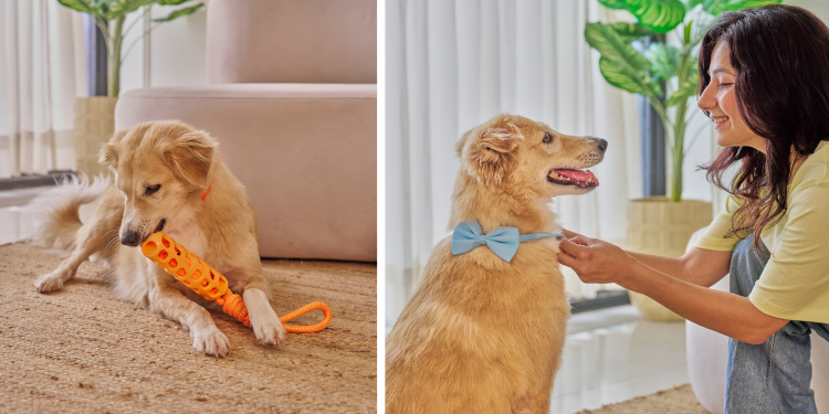 adopting a dog