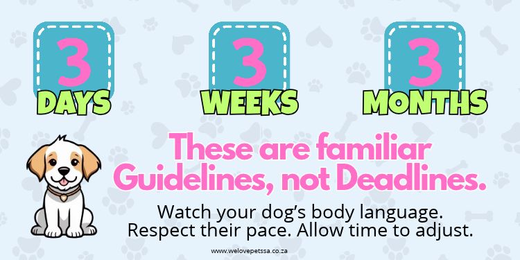 infographic 3 days, 3 weeks 3 months adopting a rescue