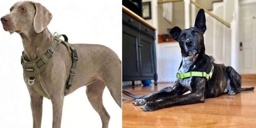 Dogs wearing different types of dog harnesses