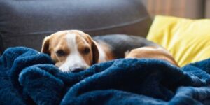 dog comfortable with fireworks