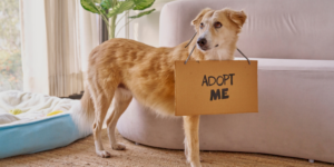 The 3-3-3 Rule for Rescue Dogs